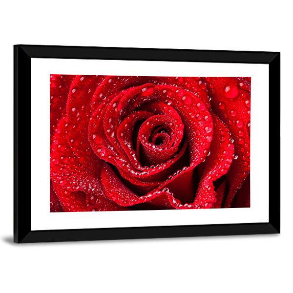 Red Rose With Dew Drops Canvas Wall Art-3 Horizontal-Gallery Wrap-25" x 16"-Tiaracle