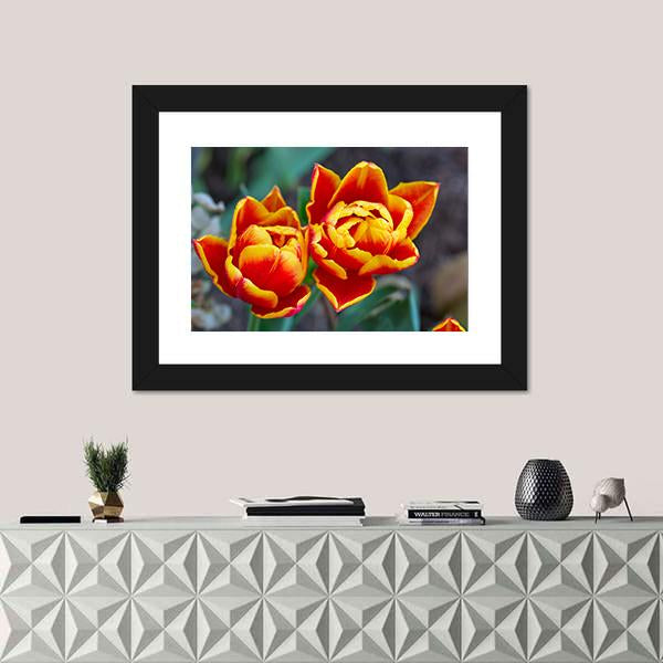 Red Tulips Close-Up Canvas Wall Art-1 Piece-Framed Print-20" x 16"-Tiaracle