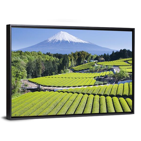Rows Of Fresh Green Tea With Mount Fuji Canvas Wall Art-5 Horizontal-Gallery Wrap-22" x 12"-Tiaracle