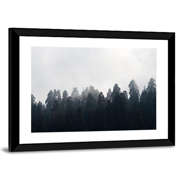 Silhouette of Redwood Forest In Mist Canvas Wall Art-5 Horizontal-Gallery Wrap-22" x 12"-Tiaracle