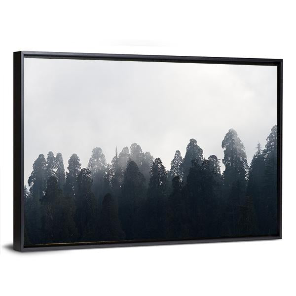 Silhouette of Redwood Forest In Mist Canvas Wall Art-5 Horizontal-Gallery Wrap-22" x 12"-Tiaracle