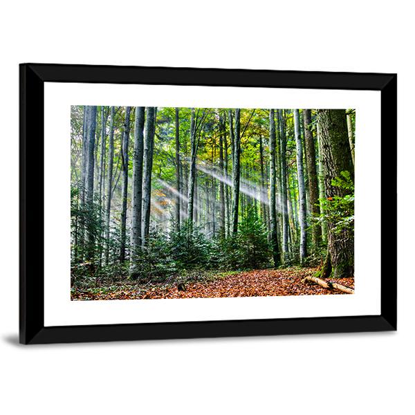 Sun Rays In The Forest Canvas Wall Art-5 Horizontal-Gallery Wrap-22" x 12"-Tiaracle