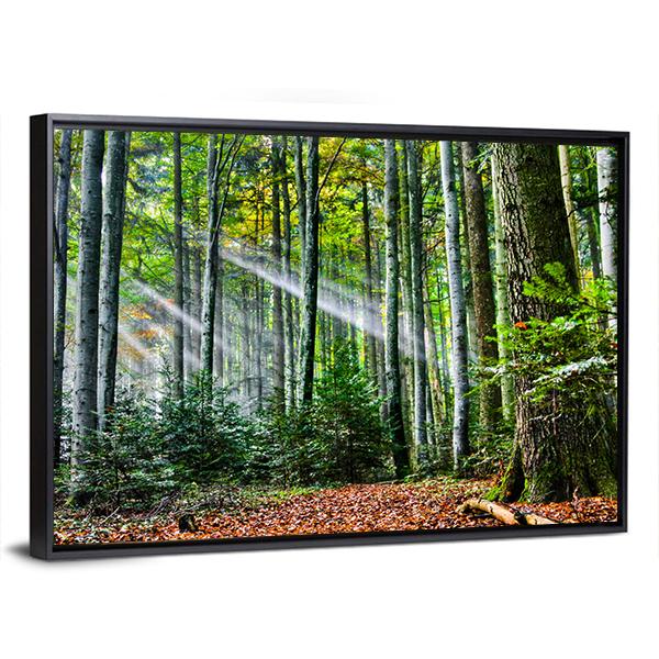 Sun Rays In The Forest Canvas Wall Art-5 Horizontal-Gallery Wrap-22" x 12"-Tiaracle