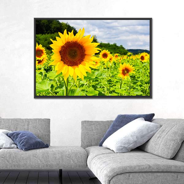 Sunflower Field In Sunny Weather Canvas Wall Art-5 Horizontal-Gallery Wrap-22" x 12"-Tiaracle