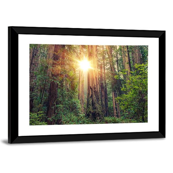 Sunny Redwood Forest In California Canvas Wall Art-5 Horizontal-Gallery Wrap-22" x 12"-Tiaracle