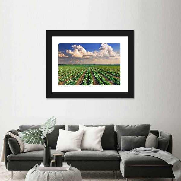 Sunrise Over The Cabbage Field Canvas Wall Art-1 Piece-Framed Print-20" x 16"-Tiaracle