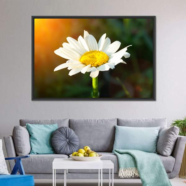 White Daisy Canvas Wall Art-5 Horizontal-Gallery Wrap-22" x 12"-Tiaracle