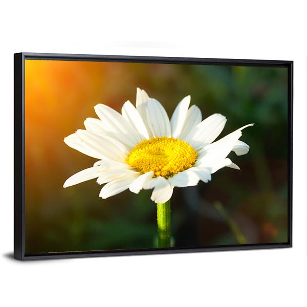 White Daisy Canvas Wall Art-5 Horizontal-Gallery Wrap-22" x 12"-Tiaracle