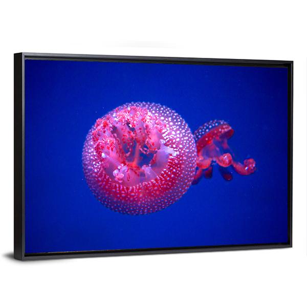 Australian Spotted Jellyfish Canvas Wall Art-3 Horizontal-Gallery Wrap-25" x 16"-Tiaracle