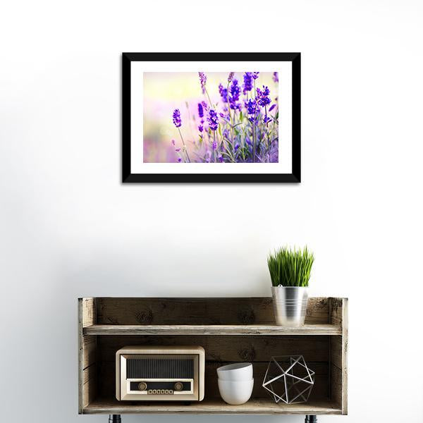 Beautiful Lavender Field Canvas Wall Art-1 Piece-Framed Print-20" x 16"-Tiaracle