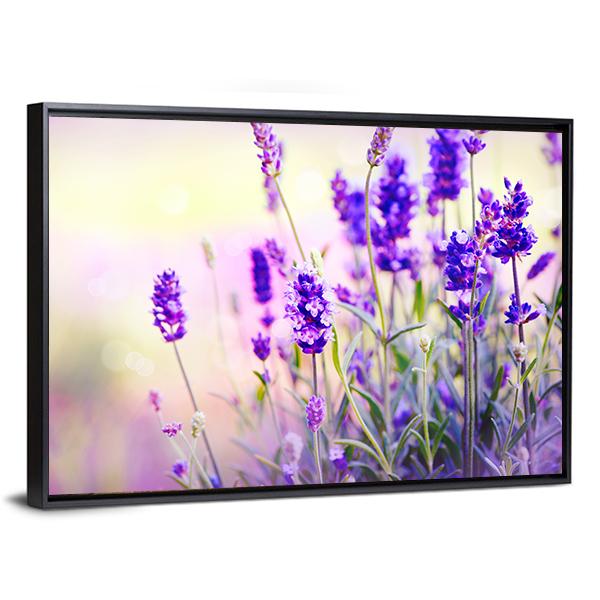Beautiful Lavender Field Canvas Wall Art-3 Horizontal-Gallery Wrap-25" x 16"-Tiaracle