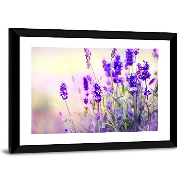 Beautiful Lavender Field Canvas Wall Art-3 Horizontal-Gallery Wrap-25" x 16"-Tiaracle