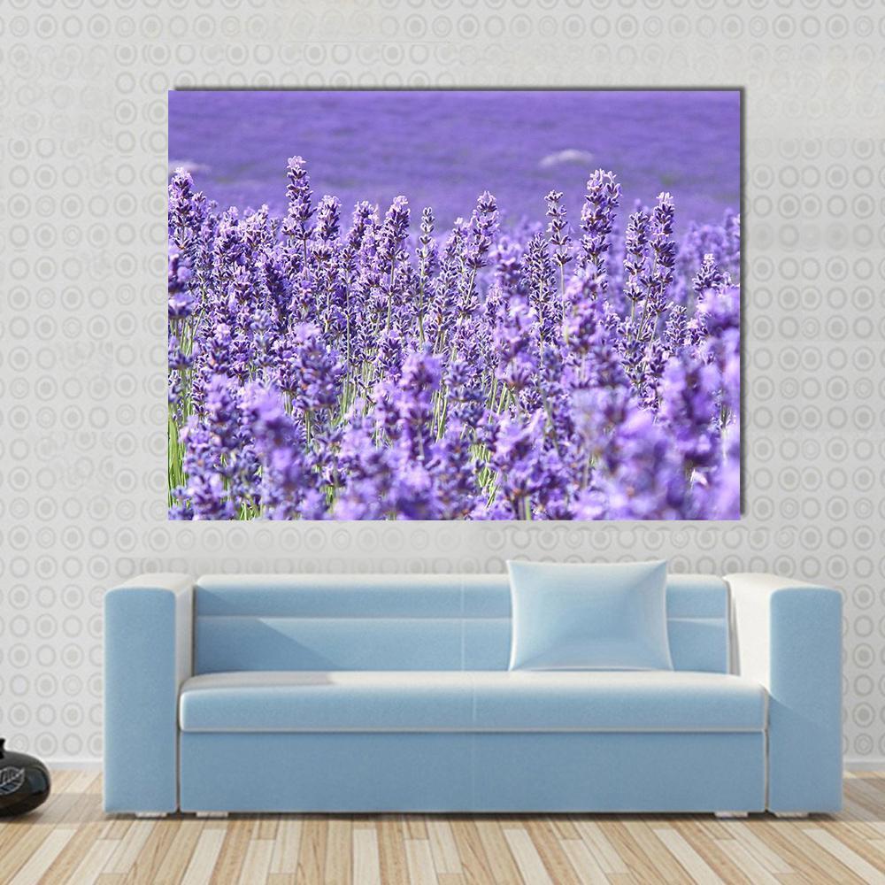 Blooming Lavenders Field Canvas Wall Art-1 Piece-Gallery Wrap-48" x 32"-Tiaracle