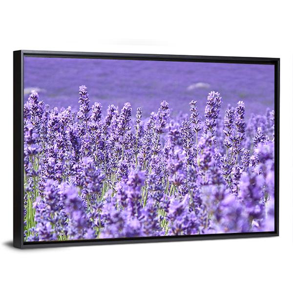 Blooming Lavenders Field Canvas Wall Art-3 Horizontal-Gallery Wrap-25" x 16"-Tiaracle