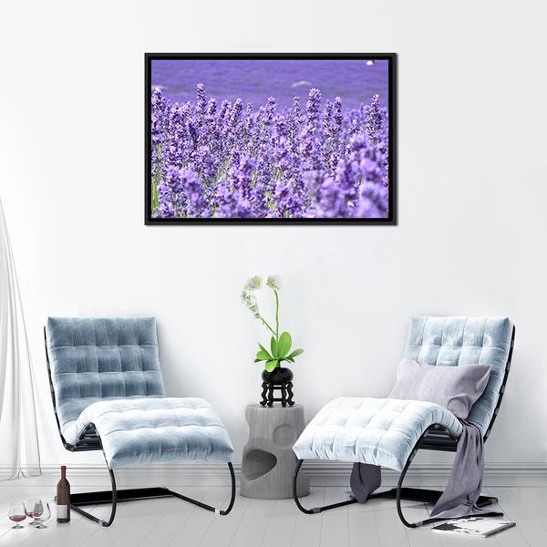 Blooming Lavenders Field Canvas Wall Art-3 Horizontal-Gallery Wrap-25" x 16"-Tiaracle