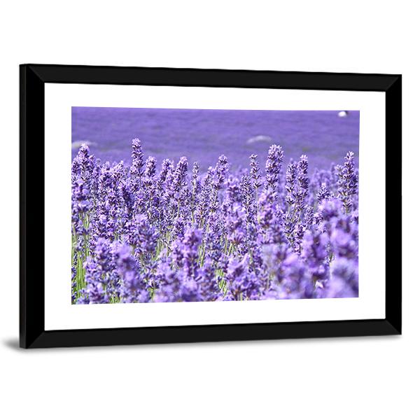 Blooming Lavenders Field Canvas Wall Art-3 Horizontal-Gallery Wrap-25" x 16"-Tiaracle