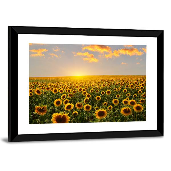 Blooming Sunflowers At Sunset Canvas Wall Art-3 Horizontal-Gallery Wrap-25" x 16"-Tiaracle