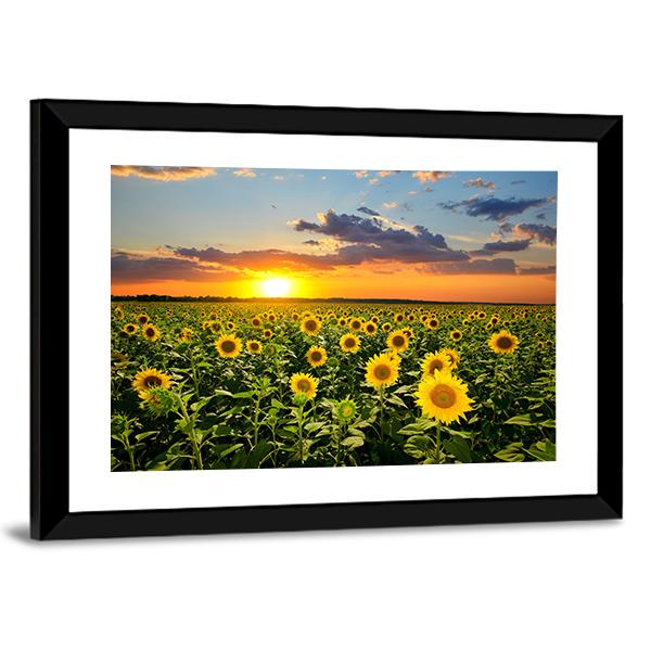 Blooming Sunflowers Canvas Wall Art-5 Horizontal-Gallery Wrap-22" x 12"-Tiaracle