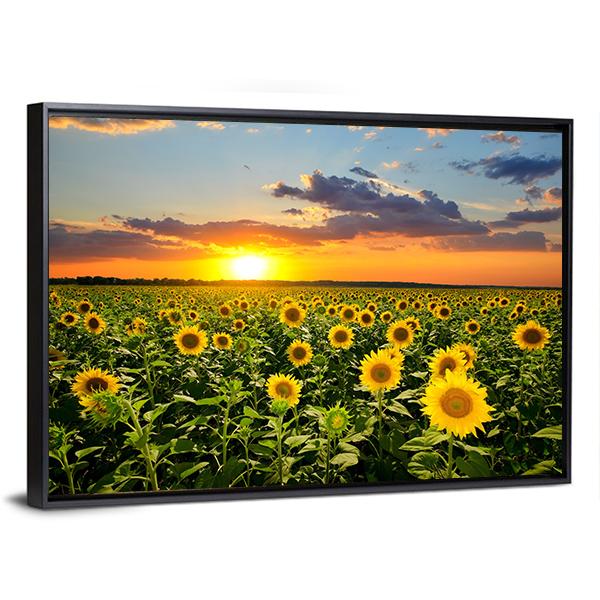 Blooming Sunflowers Canvas Wall Art-3 Horizontal-Gallery Wrap-25" x 16"-Tiaracle