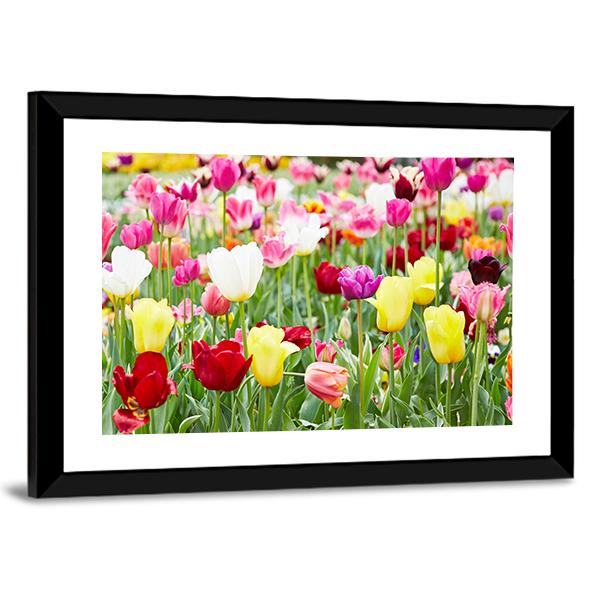 Blooming Tulips Canvas Wall Art-5 Horizontal-Gallery Wrap-22" x 12"-Tiaracle