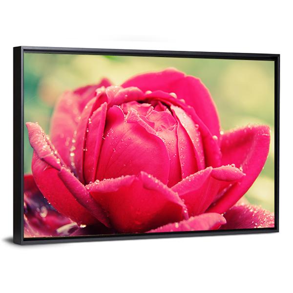 Close Up Of Flower Canvas Wall Art-3 Horizontal-Gallery Wrap-25" x 16"-Tiaracle