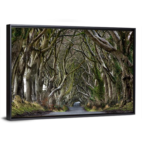 Dark Hedges Canvas Wall Art-3 Horizontal-Gallery Wrap-25" x 16"-Tiaracle