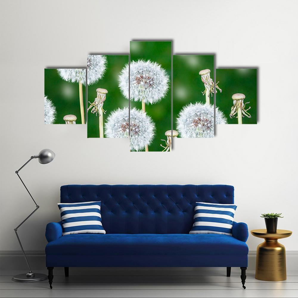Fluffy Dandelion Flowers Canvas Wall Art-5 Star-Gallery Wrap-62" x 32"-Tiaracle