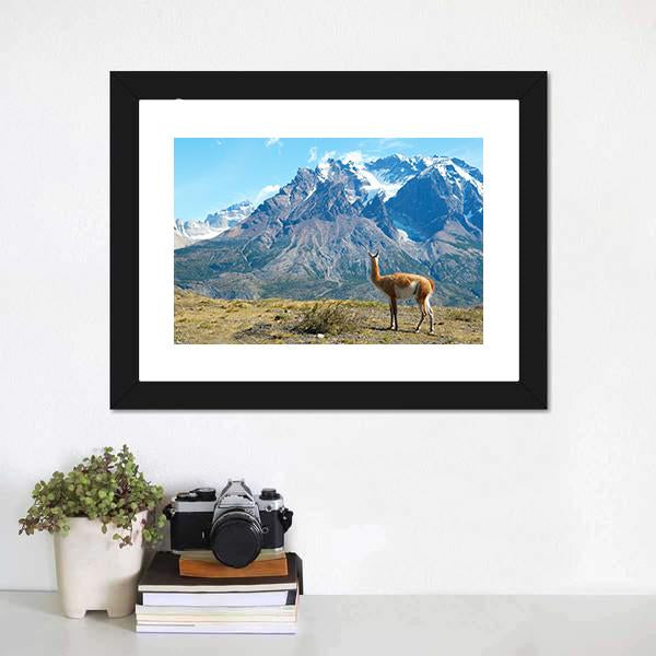 Guanaco In Torres Del Paine Canvas Wall Art-1 Piece-Framed Print-20" x 16"-Tiaracle