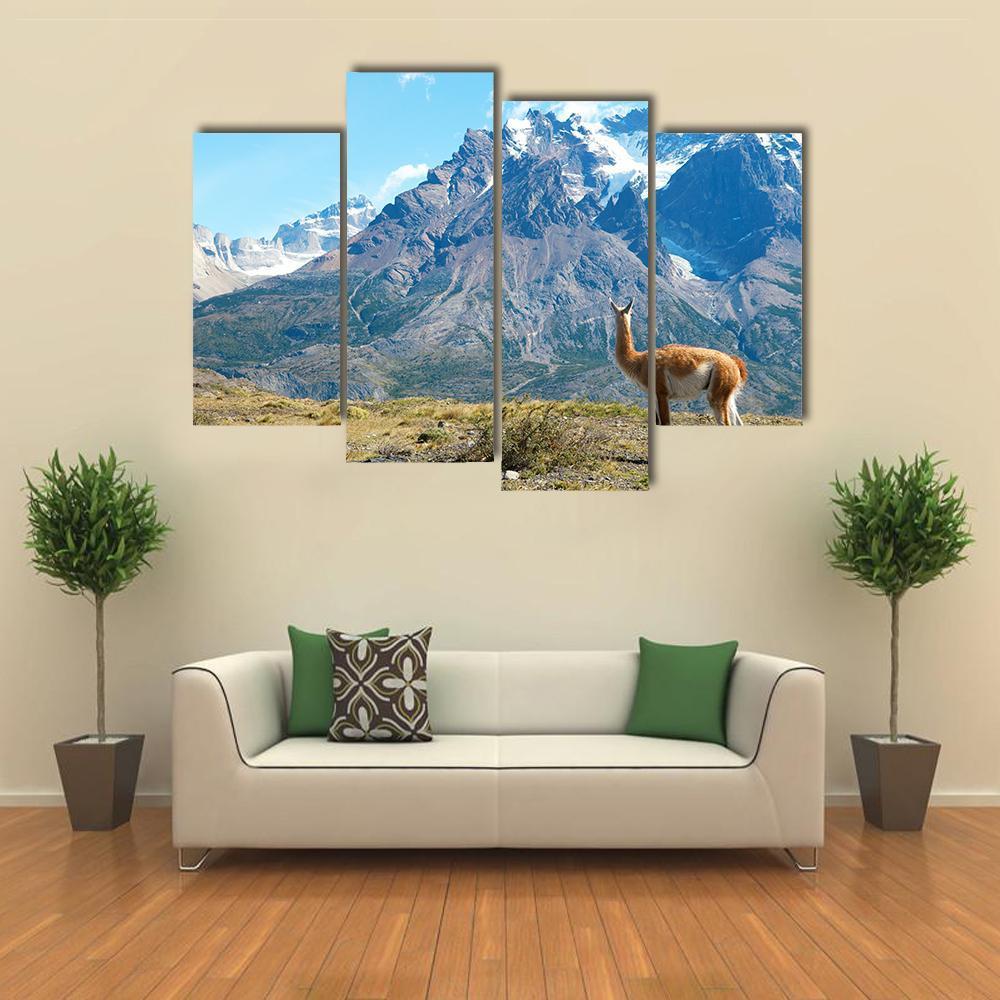 Guanaco In Torres Del Paine Canvas Wall Art-4 Pop-Gallery Wrap-50" x 32"-Tiaracle