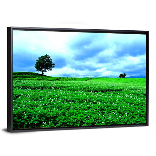 Hill Of Biei in Hokkaido Canvas Wall Art-3 Horizontal-Gallery Wrap-25" x 16"-Tiaracle