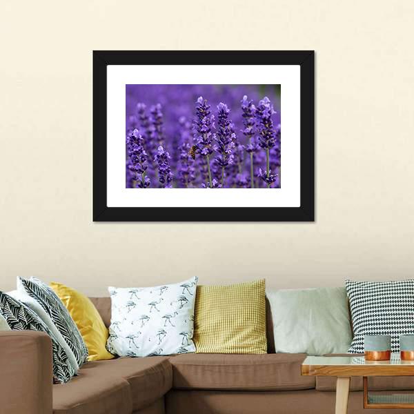 Honey Bee On Lavender Flowers Canvas Wall Art-3 Horizontal-Gallery Wrap-25" x 16"-Tiaracle