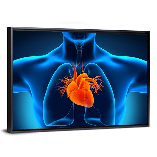 Human Heart Anatomy Canvas Wall Art-3 Horizontal-Gallery Wrap-25" x 16"-Tiaracle
