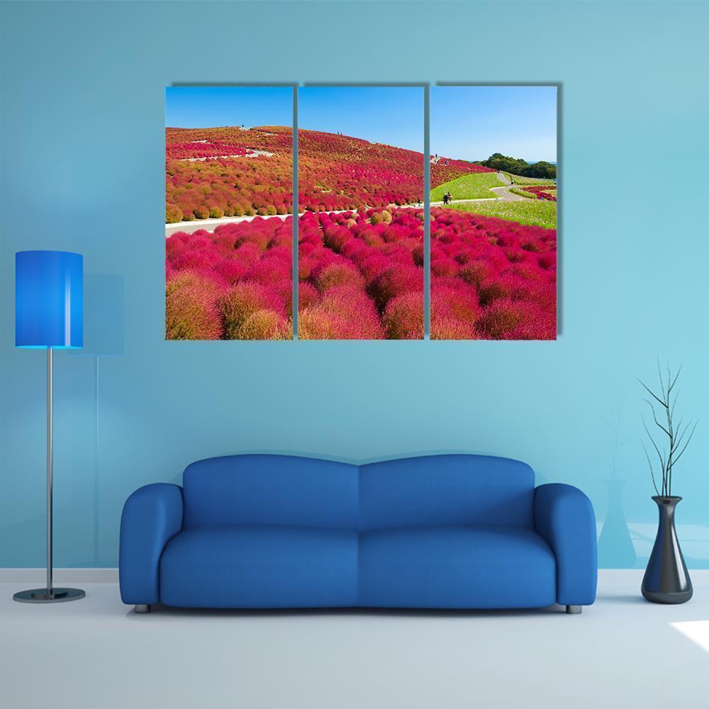 Kochias Hill In Autumn Canvas Wall Art-3 Horizontal-Gallery Wrap-37" x 24"-Tiaracle