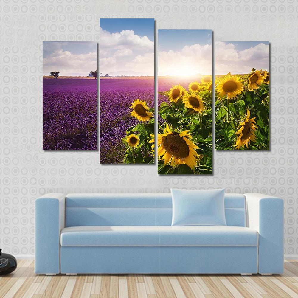 Lavender & Sunflowers Fields Canvas Wall Art-4 Pop-Gallery Wrap-50" x 32"-Tiaracle