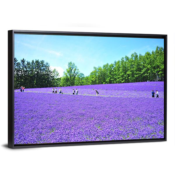 Lavender Fields In Hokkaido Canvas Wall Art-3 Horizontal-Gallery Wrap-25" x 16"-Tiaracle