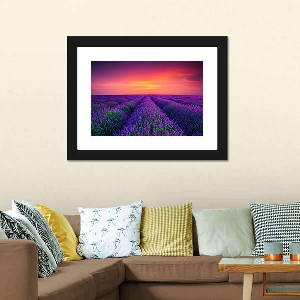 Lavender Flower Blooming Canvas Wall Art-3 Horizontal-Gallery Wrap-25" x 16"-Tiaracle