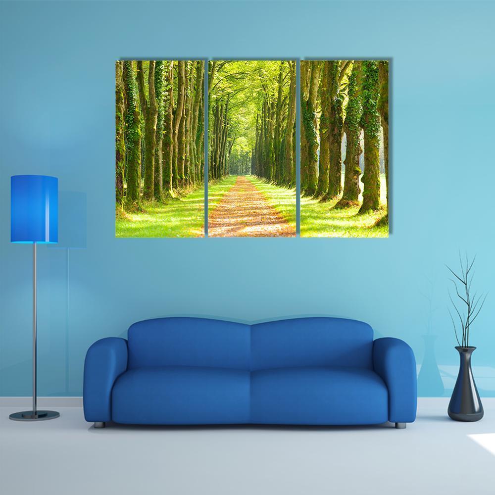 Linden Trees In Row & Footpath Canvas Wall Art-3 Horizontal-Gallery Wrap-37" x 24"-Tiaracle