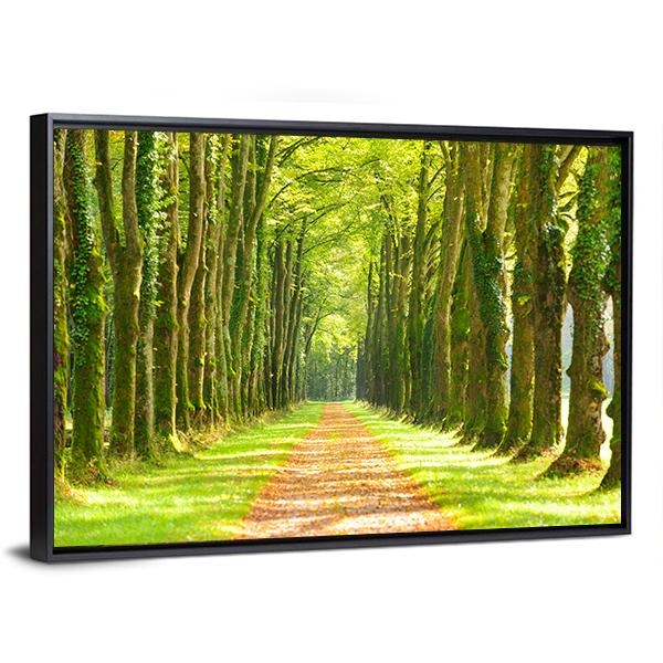 Linden Trees In Row & Footpath Canvas Wall Art-3 Horizontal-Gallery Wrap-25" x 16"-Tiaracle