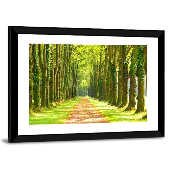 Linden Trees In Row & Footpath Canvas Wall Art-3 Horizontal-Gallery Wrap-25" x 16"-Tiaracle