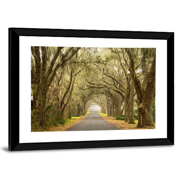 Lines Of Oak Trees Canvas Wall Art-1 Piece-Framed Print-20" x 16"-Tiaracle