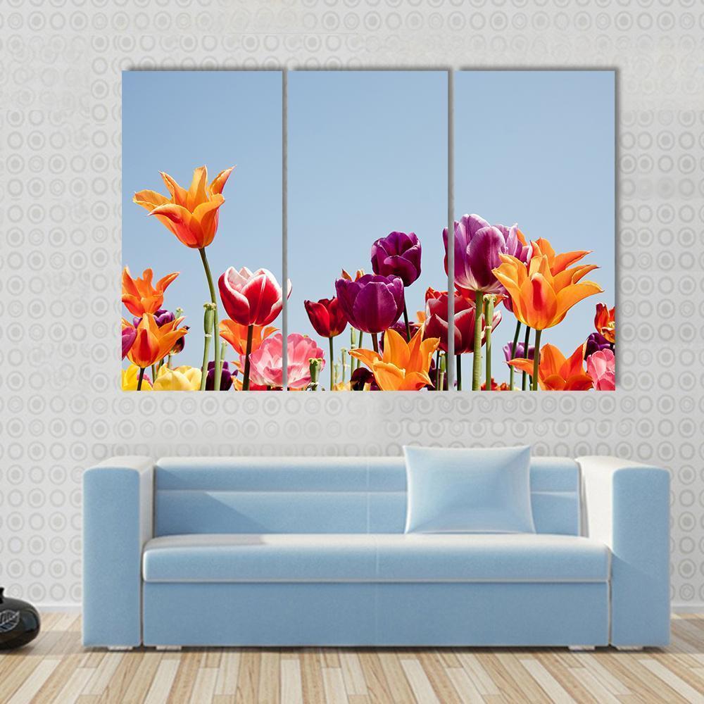 Multicolor Tulips Canvas Wall Art-3 Horizontal-Gallery Wrap-37" x 24"-Tiaracle