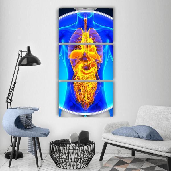 X-Ray Scan Of Organs Vertical Canvas Wall Art-3 Vertical-Gallery Wrap-12" x 25"-Tiaracle