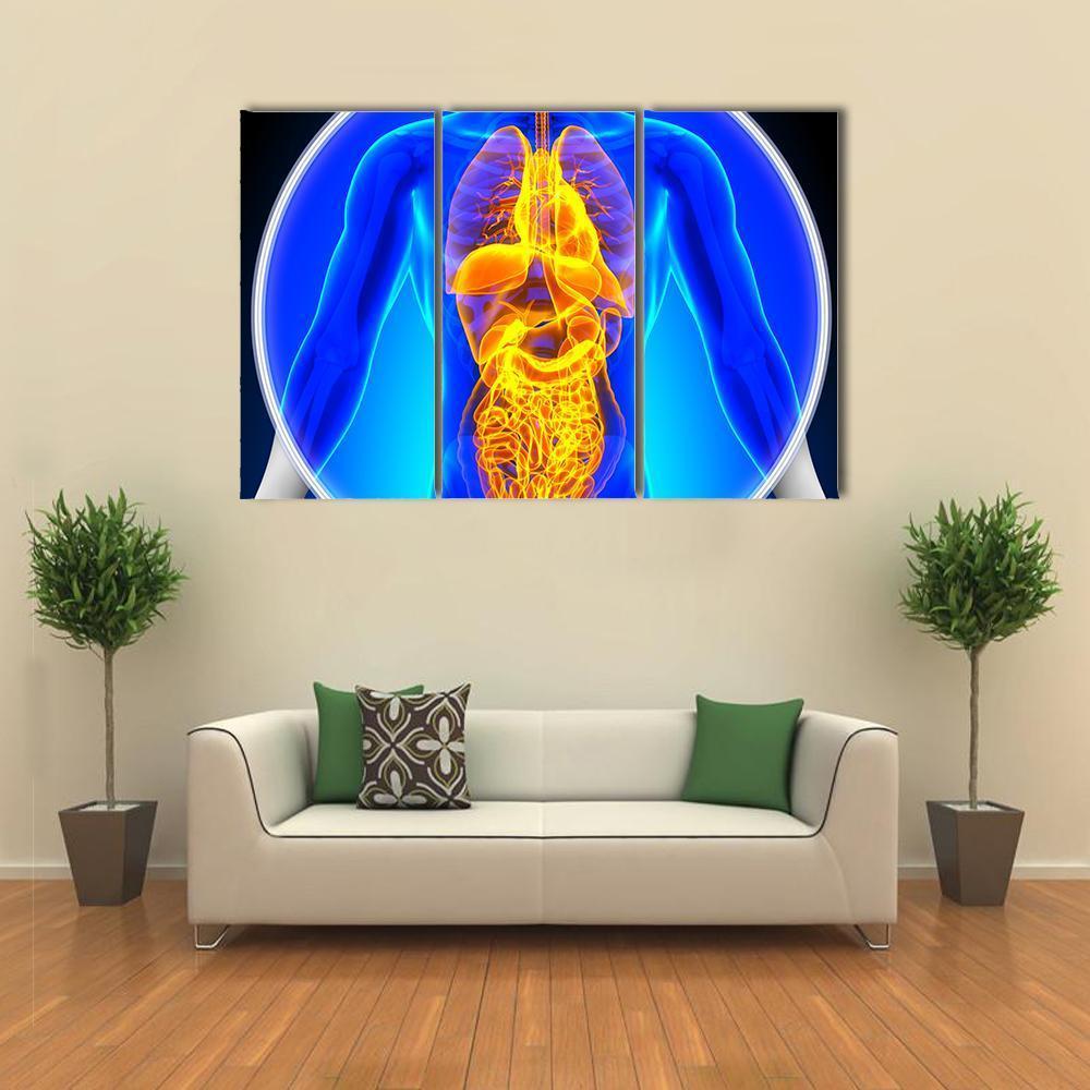 X-Ray Scan Of Organs Canvas Wall Art-3 Horizontal-Gallery Wrap-37" x 24"-Tiaracle