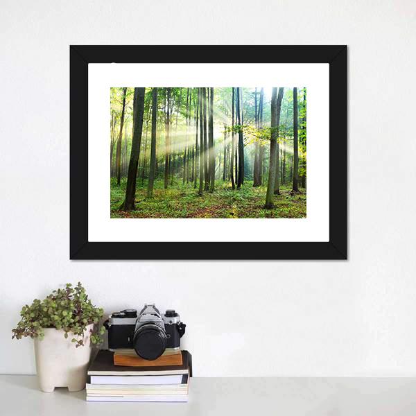 Morning In Forest Canvas Wall Art-1 Piece-Framed Print-20" x 16"-Tiaracle