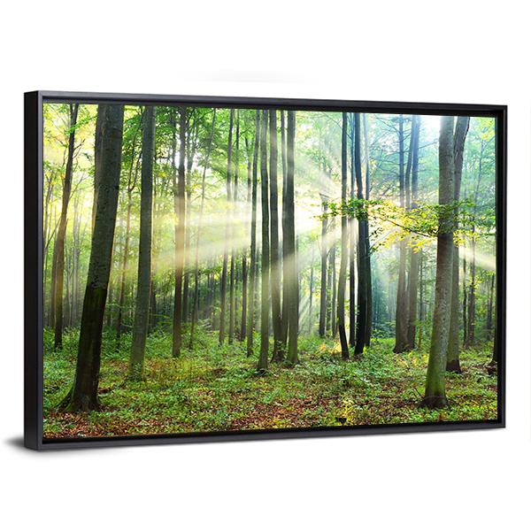 Morning In Forest Canvas Wall Art-3 Horizontal-Gallery Wrap-25" x 16"-Tiaracle