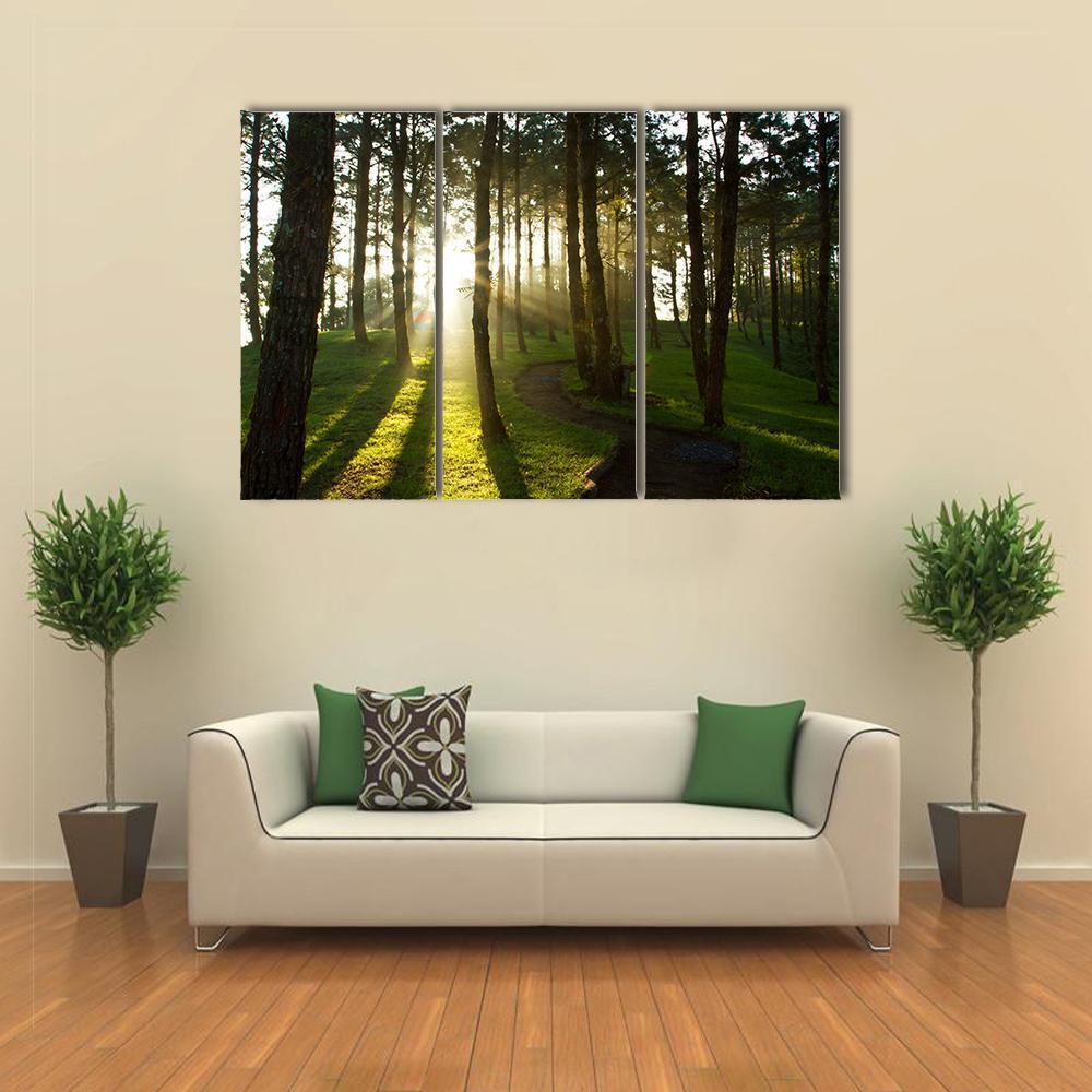 Morning In Pine Forest Canvas Wall Art-3 Horizontal-Gallery Wrap-37" x 24"-Tiaracle