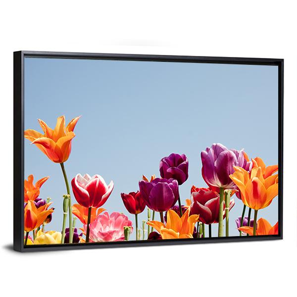 Multicolor Tulips Canvas Wall Art-3 Horizontal-Gallery Wrap-25" x 16"-Tiaracle