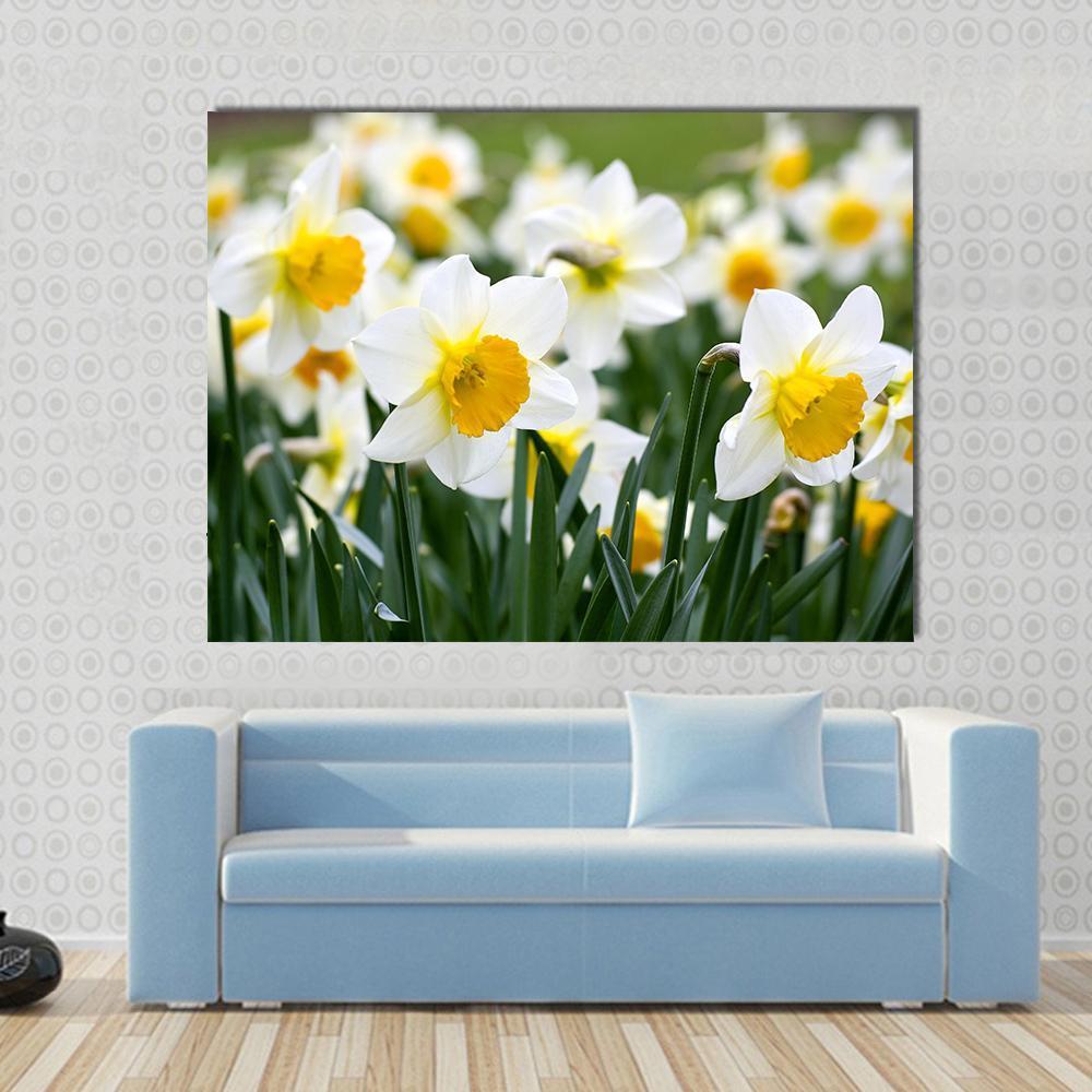 Narcissus Flowers Canvas Wall Art-5 Pop-Gallery Wrap-47" x 32"-Tiaracle