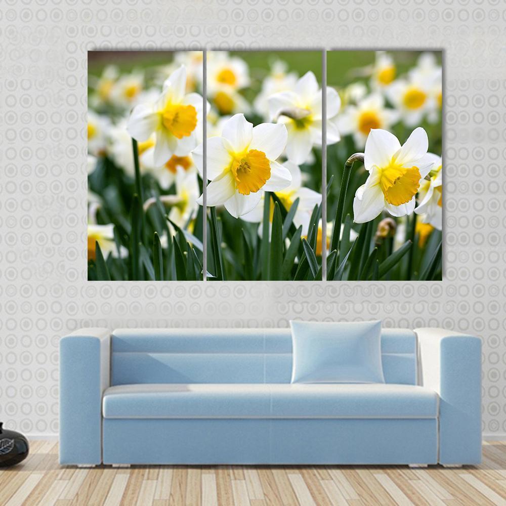 Narcissus Flowers Canvas Wall Art-3 Horizontal-Gallery Wrap-37" x 24"-Tiaracle