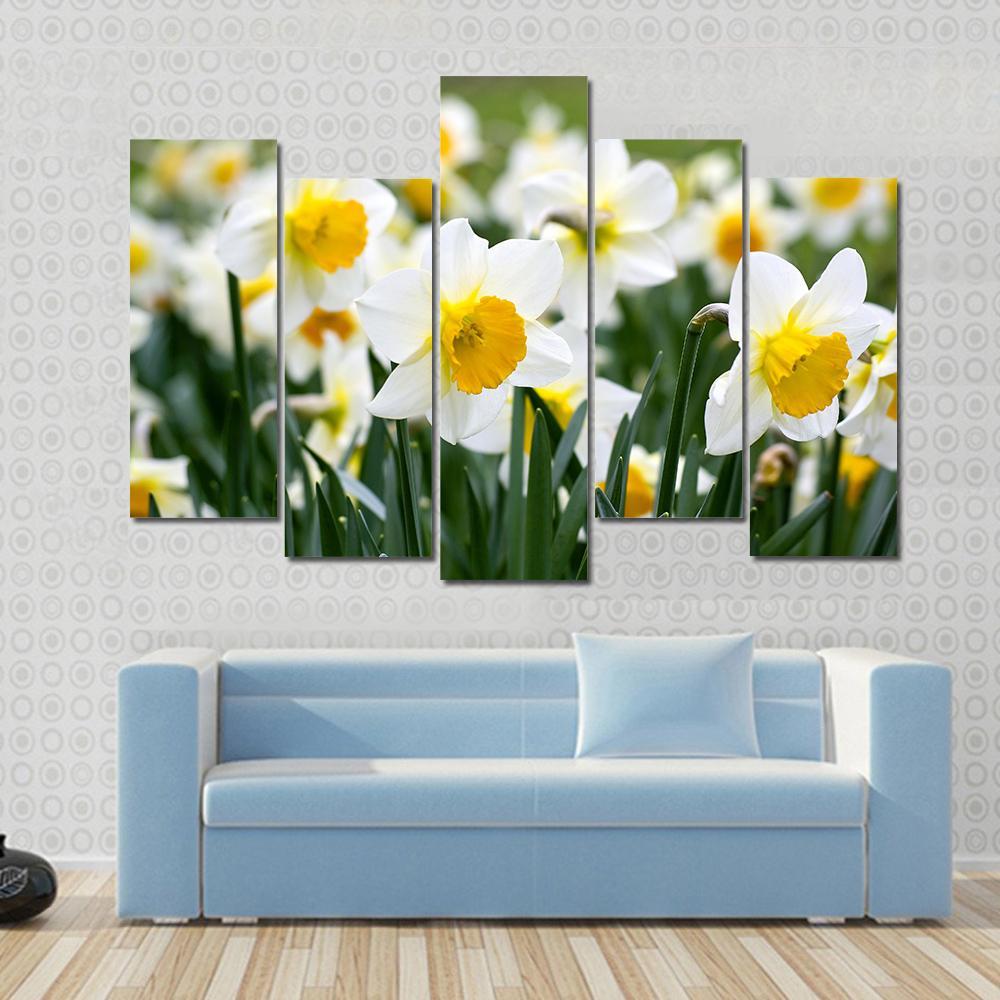 Narcissus Flowers Canvas Wall Art-5 Pop-Gallery Wrap-47" x 32"-Tiaracle